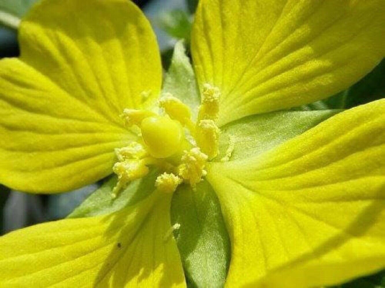 1000 Seeds Yellow Seedbox Water Primrose Rattlebox Ludwigia Alternifolia Flower jodcw (Seeds)