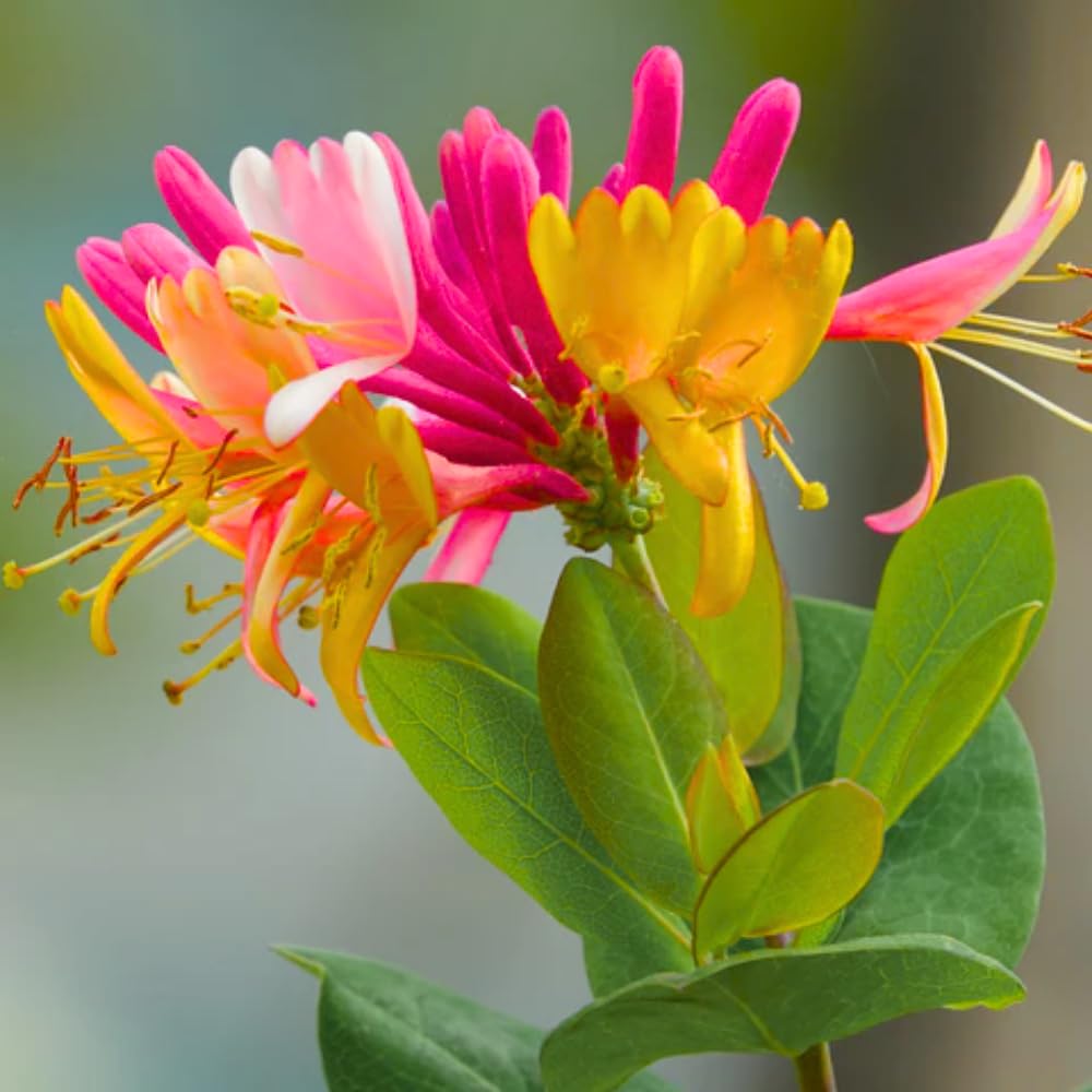 YOKEBOM Fragrant Pink Yellow Climbing