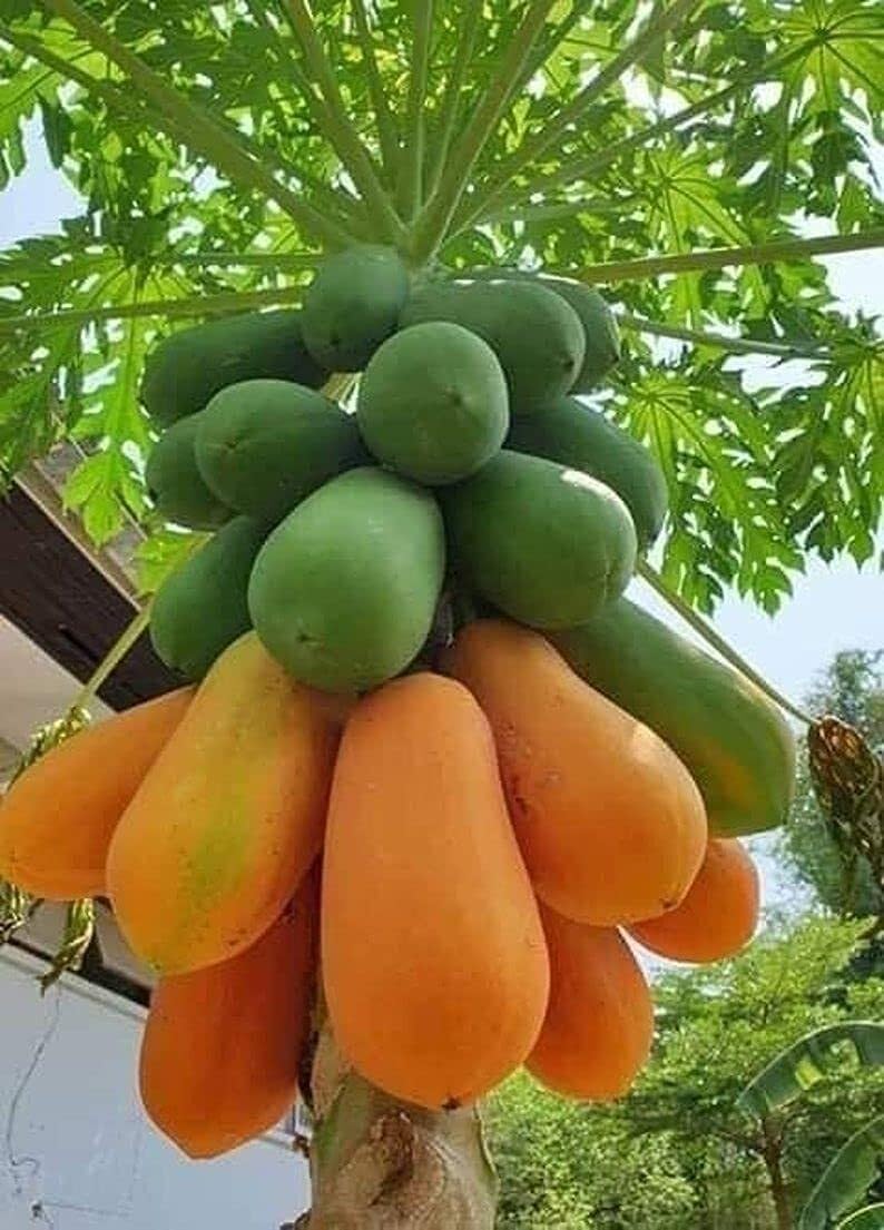 F1 Hybrid red papaya seeds/papaya seeds 75-image-17