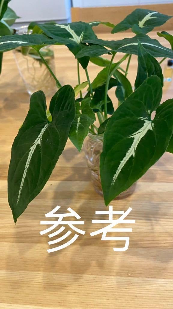 Amazon.co.jp: シンゴニウム シンゴニューム ブラックベルベット レア