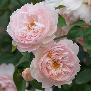 Amazon.com : Heirloom Roses David Austin Rose Plant - Gentle