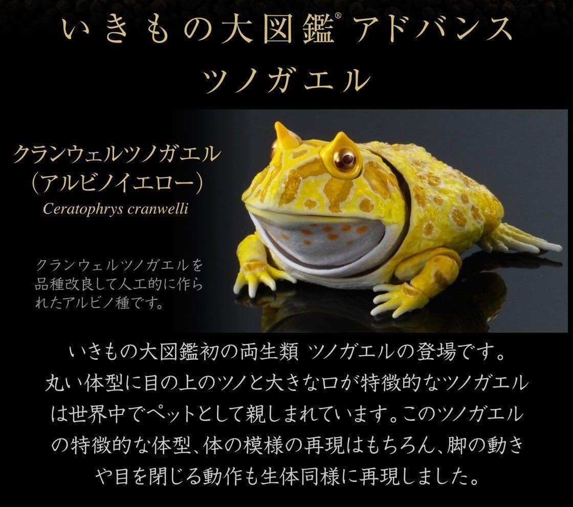 Amazon.co.jp: いきもの大図鑑アドバンス ツノガエル クランウェル