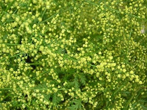 Portal Cool 800 Seeds Sweet Annie Wormwood (Artemesia Annua) Organic