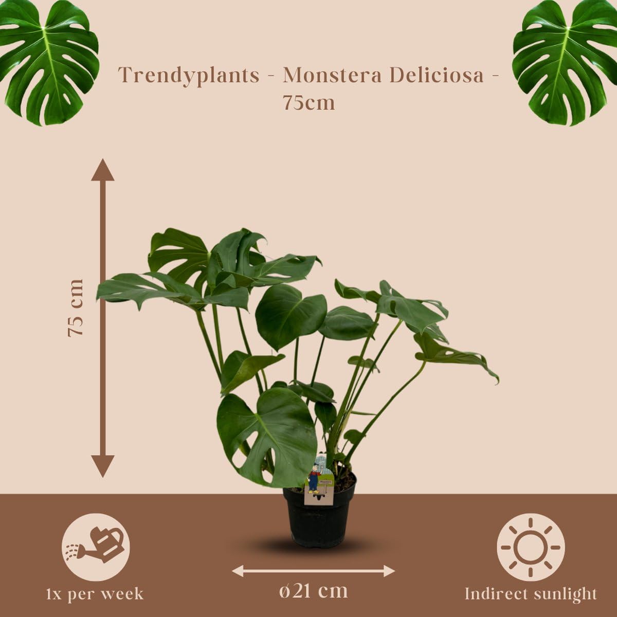 Trendyplants - Monstera Deliciosa - Lochpflanze - Höhe 65-85 cm - Topfgröße Ø21cm