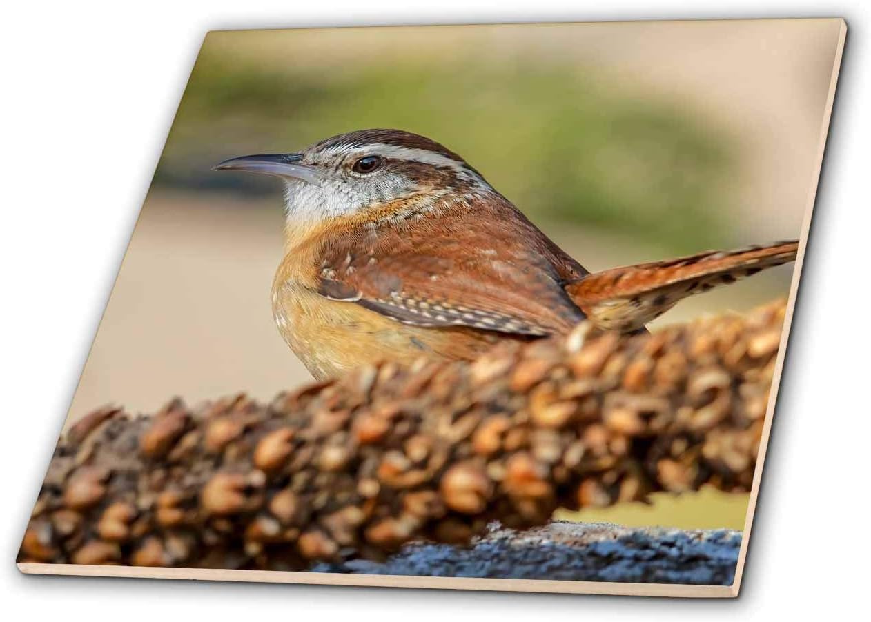 3dRose Carolina Wren. 12 Inch Ceramic Tile
