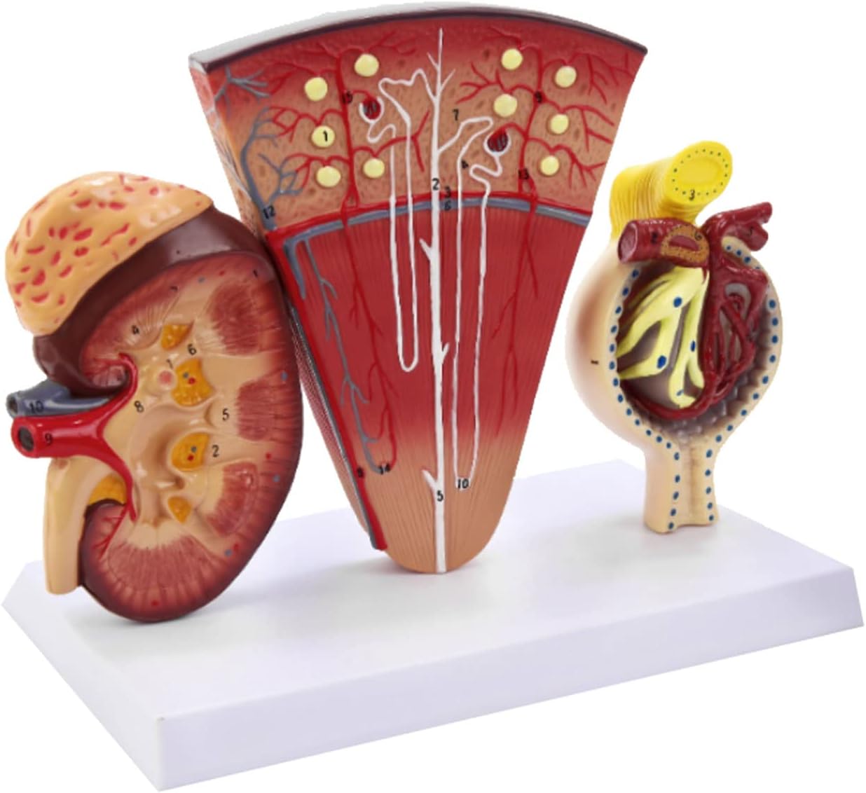 Human Anatomy Model Anatomical Kidney Model Human Organ Kidney Model ...
