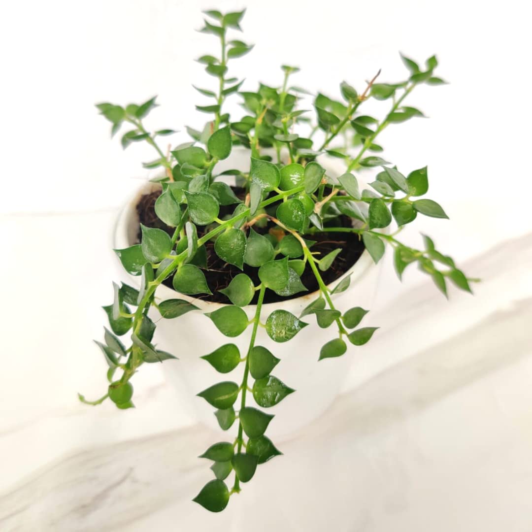 CAPPL Live Million Hearts Plant (Dischidia Ruscifolia) Green Rare Indoor Plant With Hanging Plastic Pot For Home, Office (B0BLHJPTG7) Amazon Price History, Amazon Price Tracker