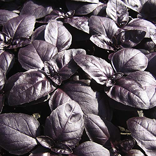 Basil Seeds Herb Half-Hardy Annual Garden Plants Grow Your Own 'Crimson King' 1 Packet of 150 Basil Seeds by Thompson & Morgan
