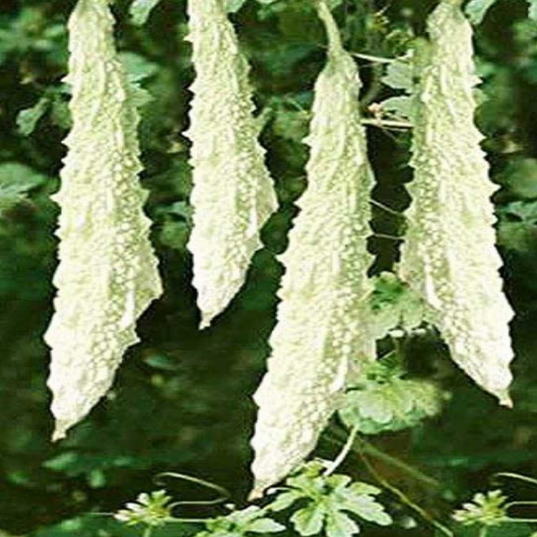 Zeniso® Bitter Gourd Seeds White Long - F1 Hybrid Vegetable Seeds, Indian Vegetable Seeds, High Germination Seeds For Home & Garden