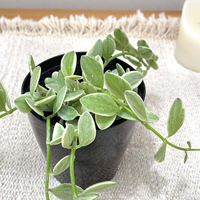 ディスキディア エメラルド　プラポット発送 Amazon｜観葉植物 ディスキディア エメラルド 3号鉢 苗 小型 小さい
