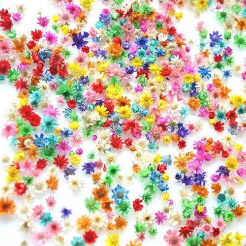 Mini flores secas naturales prensadas para manualidades miniatura 2