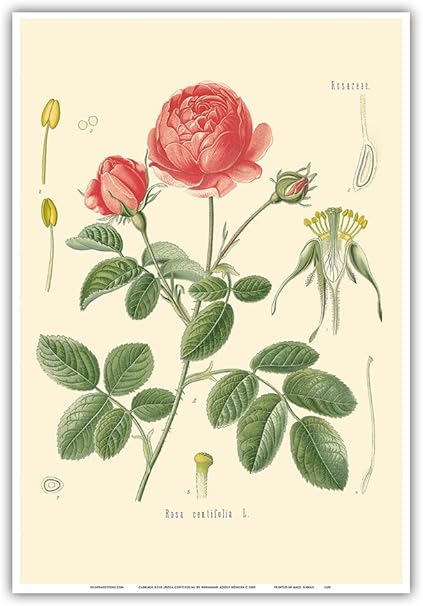 Amazon Co Jp キャベツローズ Rosa Centifolia K Hler S 薬草 ビンテージな植物のイラスト によって作成された ヘルマン アドルフ ケーラー C 18 アートポスター 33cm X 48cm ホーム キッチン