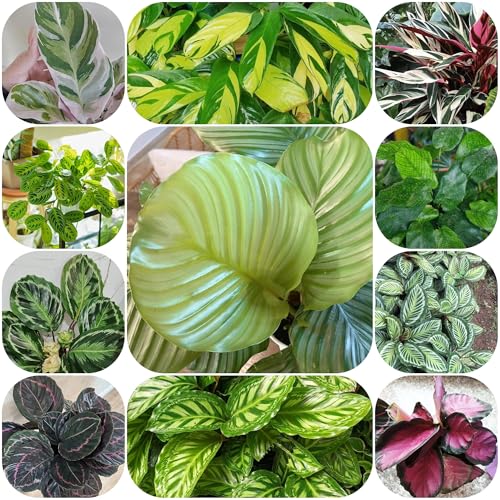 semillas de planta de interior calathea Plantas para exterior resistentes al invierno arrurruz Bonsái de interior Bonsái plantas resistentes en macetas Plantas en maceta resistentes al 80pcs