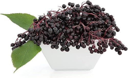 Miniatura 5 de Semillas de saúco americano, Sambucus Canadensis, semillas para plantar, fabricadas y enviadas en los Estados Unidos, sin OMG (135 semillas)