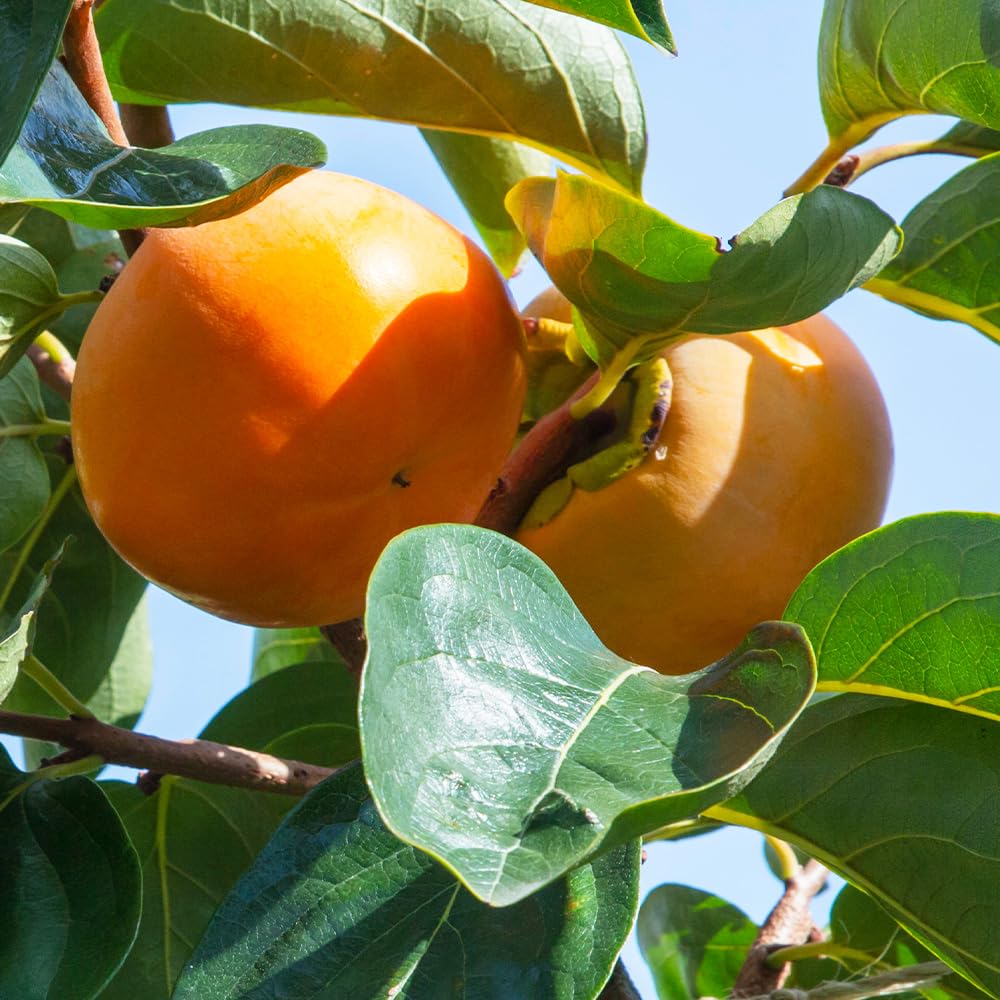 Amazon.co.jp: 柿の苗木 輝太郎(きたろう) 4～5号 接木苗 1個売り