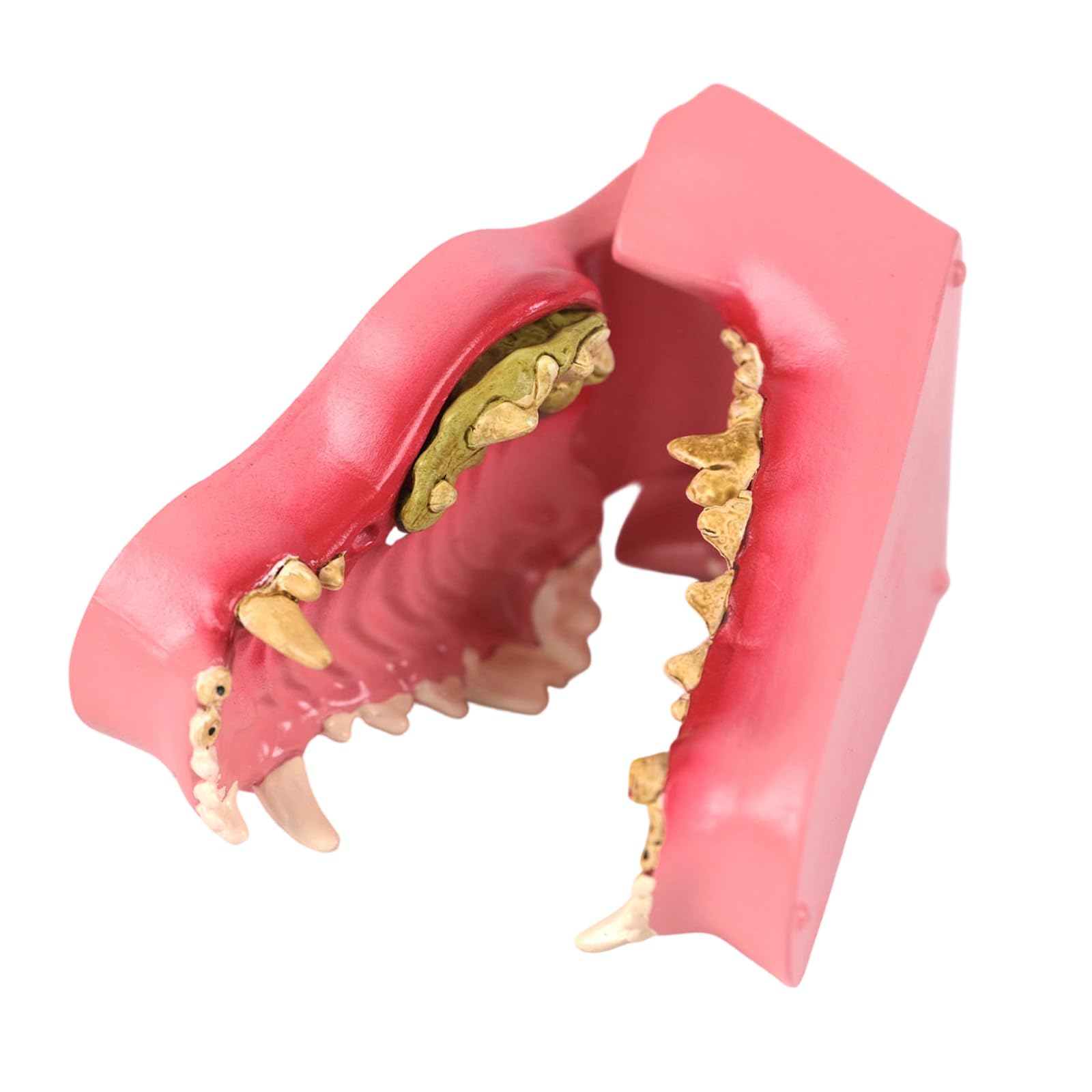 Modèle De Dents De Chien À Application Multiple Pour L'éducation Vétérinaire Formation Soins Des Animaux De Compagnie Et Apprentissage À Domicile En Matériaux PVC Modèle D'incisives Pour Chien