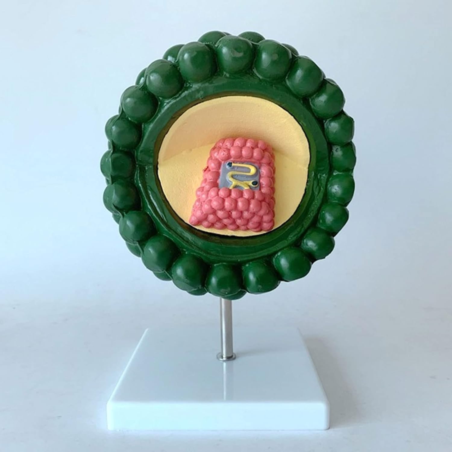 HIV Education Model Virus - Modello di fagi del batteriofago dell'anatomia del virus umano per lo studio di microbiologia medica