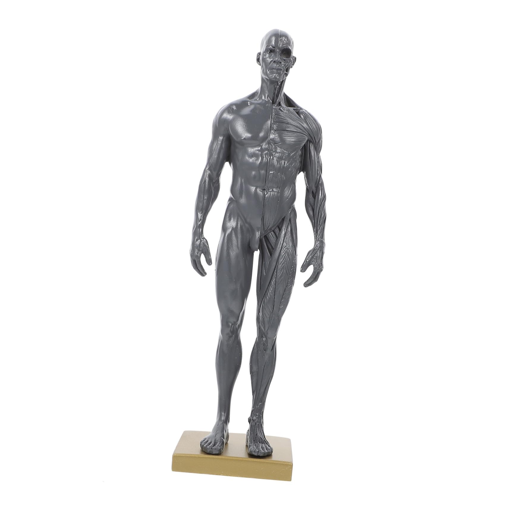 Cabilock Modèle Miniature du Système Musculaire Humain en Résine pour L'enseignement en Laboratoire et École, Instrument D'apprentissage et Affichage Anatomique Précis Couleur Aléatoire