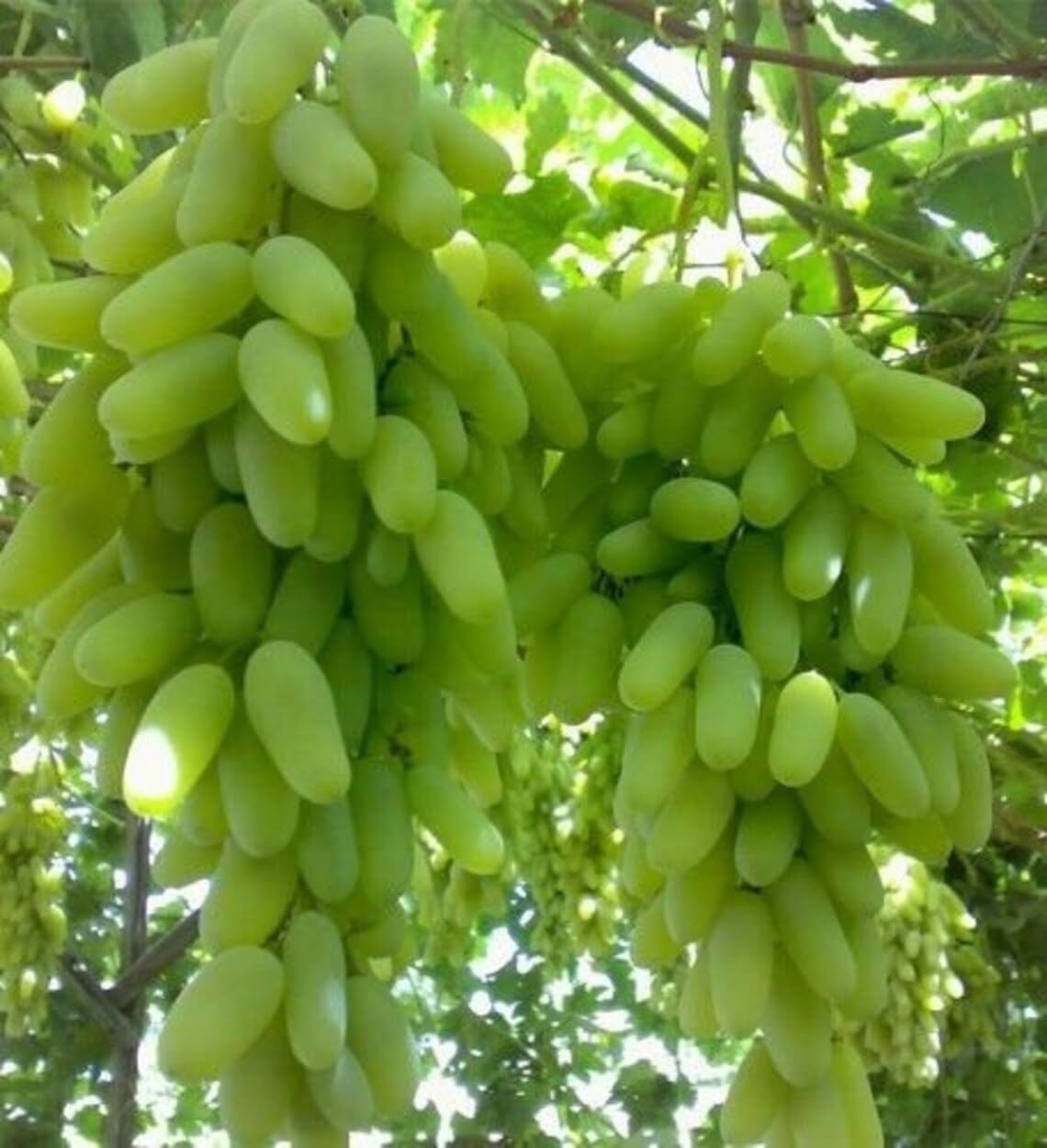 Bahan Traders Rare husayn white angoor || long green grapes fresh cuttings - pack of 5 cuttings (B0CH1R7LG1) Amazon Price History, Amazon Price Tracker
