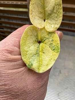 斑入り タマノカンアオイ 銘品「玄白」　カンアオイ 斑入り タマノカンアオイ 銘品「玄白」 カンアオイ - メルカリ