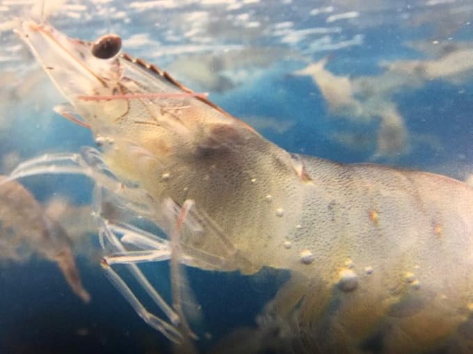 Amazon 白姫えび バナメイ海老 刺身用 鹿児島県産 養殖 1ケース 12入 1箱 500g 30 40尾前後 海水 国内養殖 海水養殖 で 甘味 旨味 の強い海老に仕上げました 冷凍便 うまいもの市場 エビ 通販