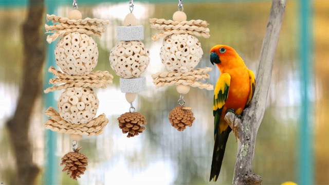 Wontee Bird Toys 3 Pack Parrot Foraging Hanging Toys Sola Ball Natural Nuts Chew Toys for Cockatiels Conures Parakeets Budgies Senegal (3 Pack) - image 8