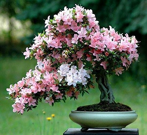 Bonsai-Baum japanischen Sakura-Samen 10 Samen / pack, Bonsai-Blume  Kirschblten : Amazon.de: Garten