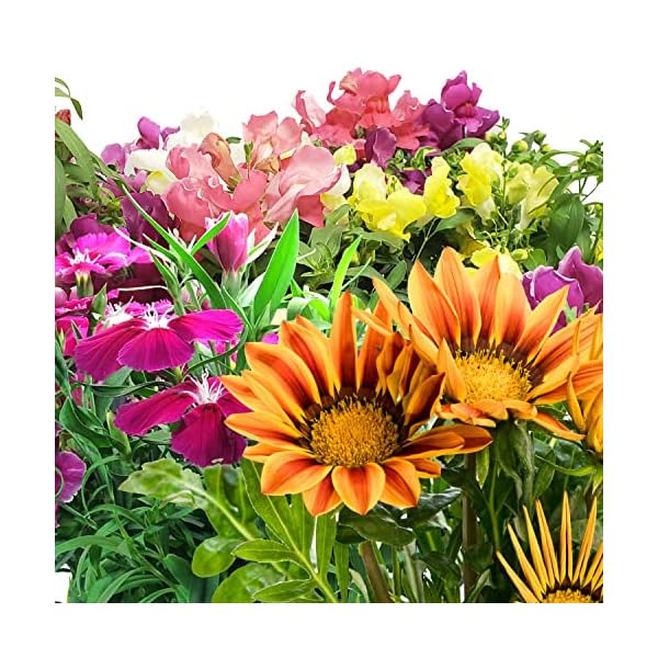 AeroGarden Mountain Meadows Flower Seed Pod Kit (9pod), Pink/Yellow