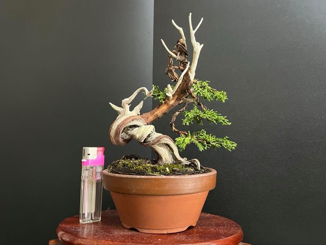 真柏盆栽 古い捻転シャリ 小盆栽 樹高天ジン含む15.5cm 真柏