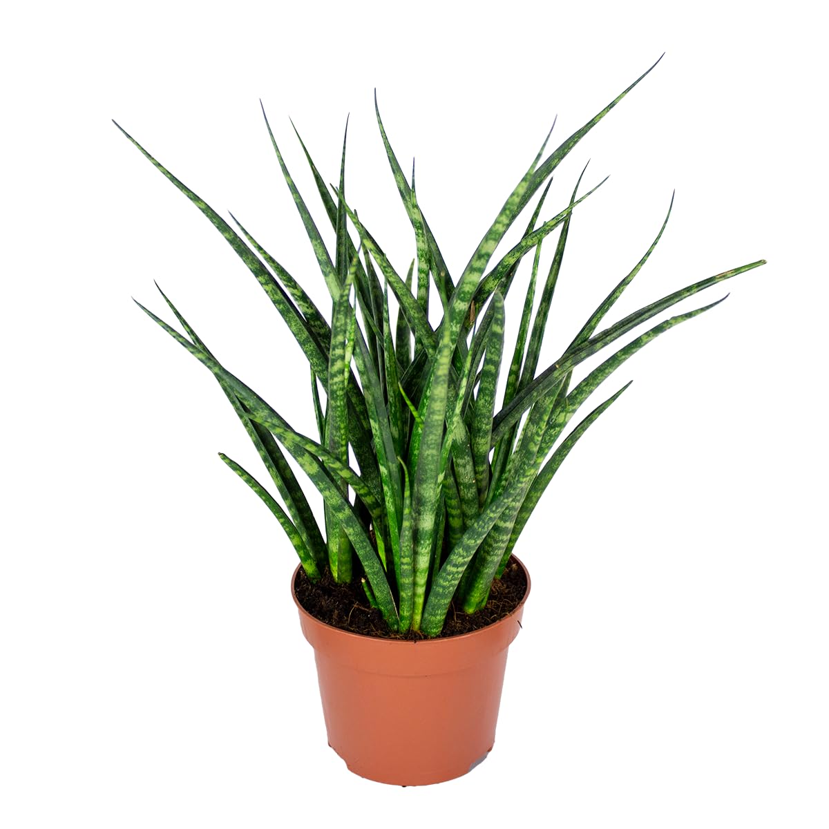 Bloomique - Sansevieria Fernwood Punk - Langue de belle-​mère - Plantes d'intérieur - Dépolluante - Très facile à entretenir - Hauteur 20-​30 cm - Pot 12 cm