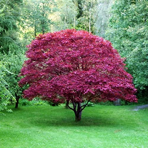 Vivai le Georgiche - Pianta vera di Acero cappadocicum "Rubrum" Acero rosso di Cappadocia - altezza alla vendita 180-200 cm