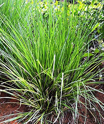 HERBALISM Khas Khuskhus Khas Ramachham vala Vettiver Sandalwood fan Bena Sevendra Vetiveria zizanoides sapling plant. (B096ZDTHZH) Amazon Price History, Amazon Price Tracker