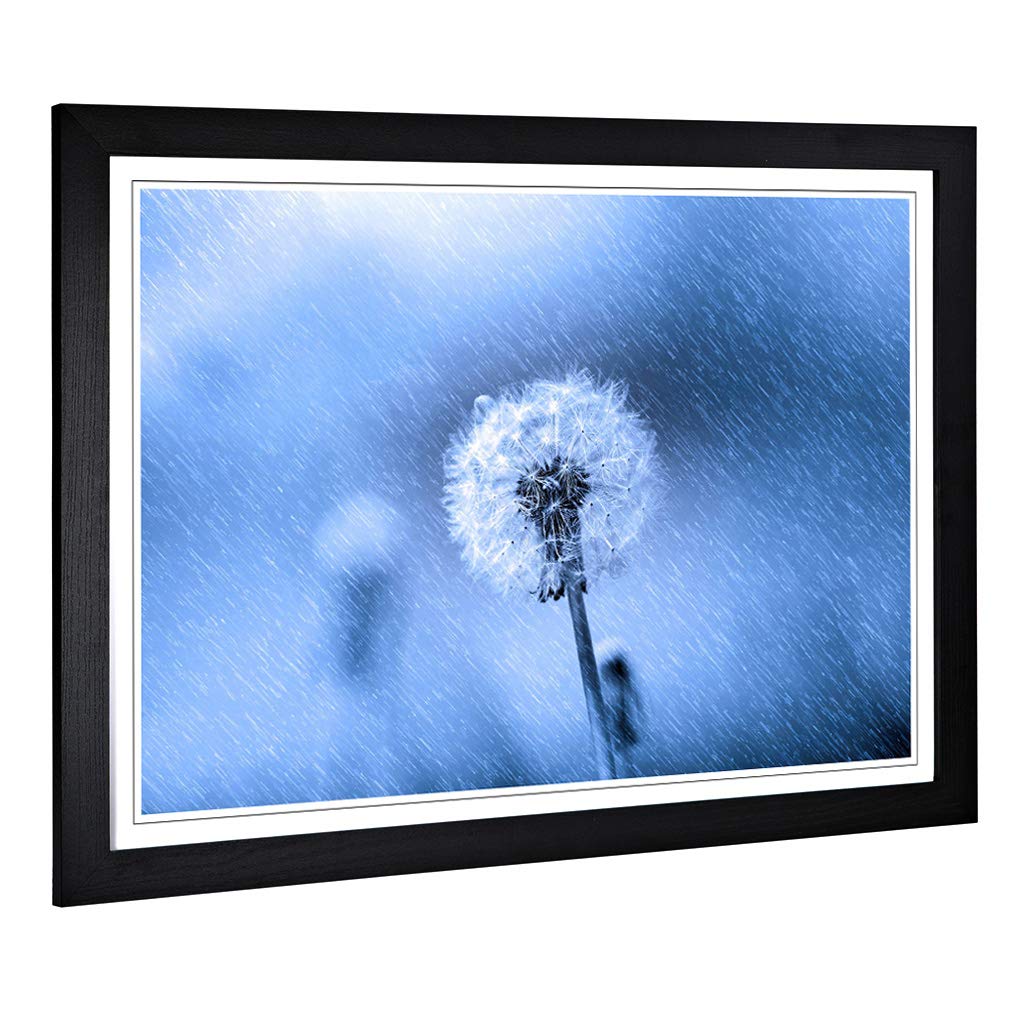 Big Box Art Framed Print of Flower Dandelion in The Rain (1) Design | Wall Art Picture | Home Decor for Kitchen, Living Room, Bedroom, Hallway, Black, A2 / 24.5x18 Inch / 62x45cm