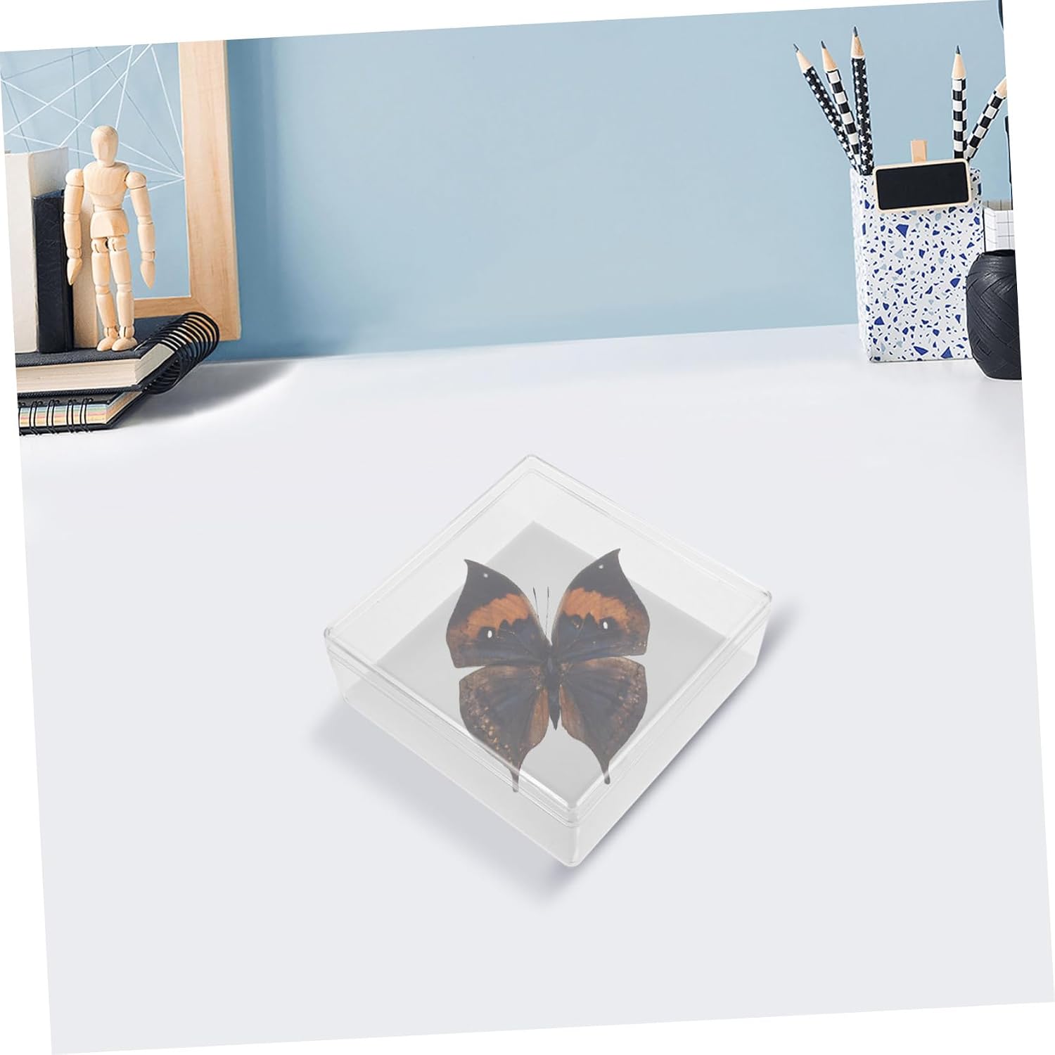 WHAMVOX Multi-Functional Specimen Display Acrylic Storage Box for Collections Education