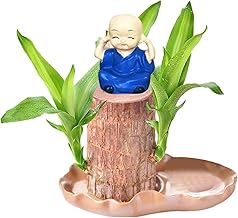 Brazilian Wood Plant,Brazil Lucky Wood,Brazilian Lucky Bamboo Plant Indoor,Fortune Brazil Wood Potted Plant,Purifying Indoor Air Brazilian Hydroponic Wood,Mini Brazil Lucky Wood Desktop Decor (B)