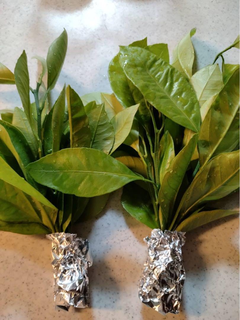 Amazon.co.jp: みかんの葉 若葉（50枚）農薬 柑橘類 葉 餌 アゲハ幼虫