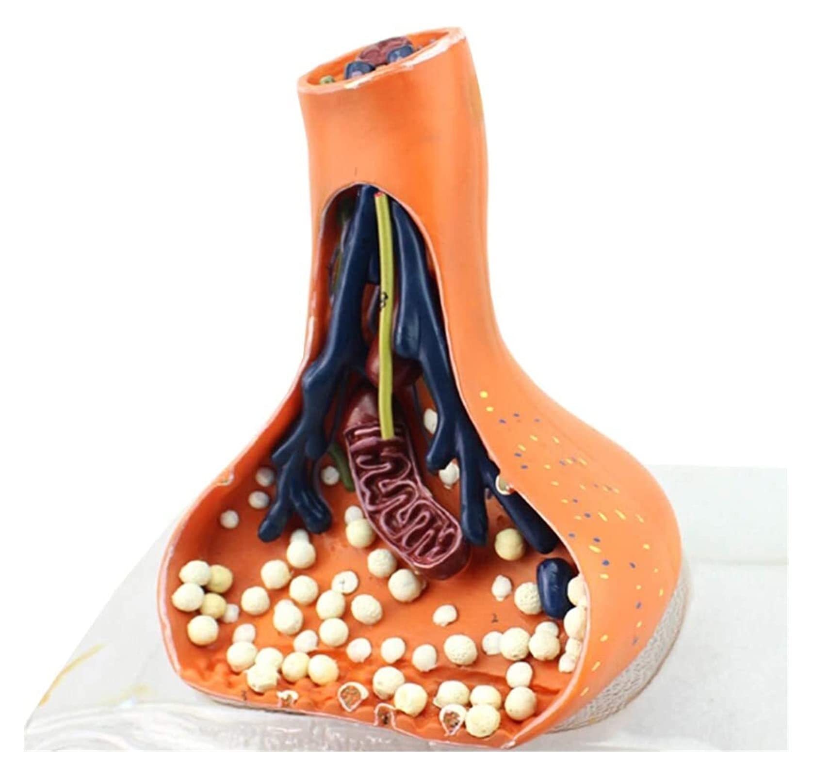 Buy LAErper Teaching Model, Human Anatomy Science Models Synaptic Model