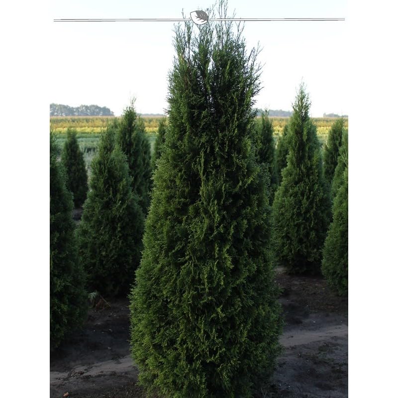 Thuja Smaragd 180-200 cm. 5 Lebensbume. Immergrn, Winterhart, Sichtschutz  : Amazon.de: Garten