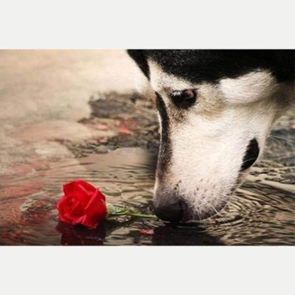 Peinture diamant 5D chien et rose | Broderie mosaïque strass ronds 35x50 cm