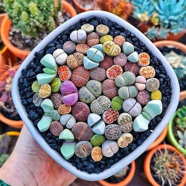 NooElec Seeds India Living Stones Mix Lithop Succulent Seeds- 35 Seeds Pack (B0B46SFJYG) Amazon Price History, Amazon Price Tracker