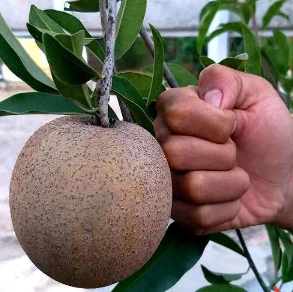 Alltime Chikoo Chiku Sapota Sapodilla Naseberry Sweet Fruit Thai Variety Grafted Live Plant W7-image-21