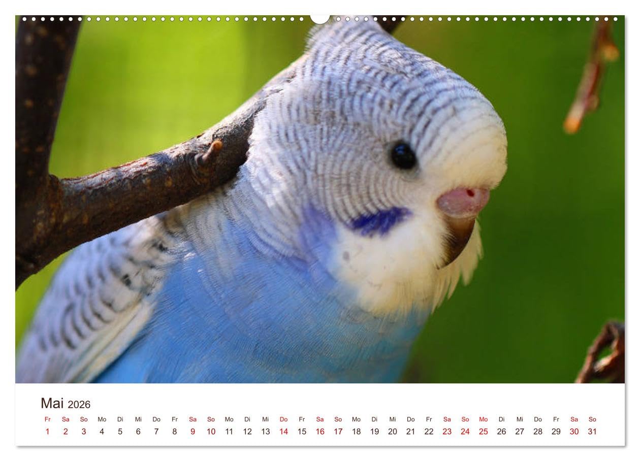 Wellensittiche - der NEUE Kalender (Wandkalender 2026 DIN A2 quer), CALVENDO Monatskalender: Ein prachtvolles Titelbild und zwölf herzergreifende ... zu einem wahren Hingucker! (CALVENDO Tiere)