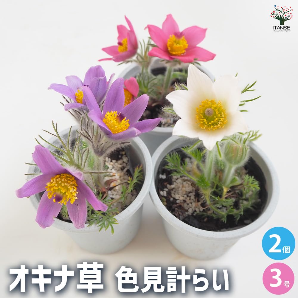 Amazon.co.jp: ITANSE オキナグサ(翁草) 色MIX見計らい3号 2個