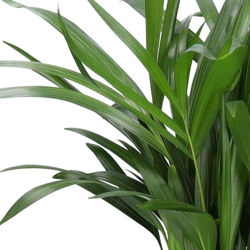 4er-Set, Monstera & Dieffenbachia & Spathiphyllum & Areca, 40-45cm, 12er Topf, Pflanzen für Wohnung und Büro, Qualität vom Pflanzen Profi, Schneller und Kostenloser Pflanzenversand, Raumbegrünung - Image 5