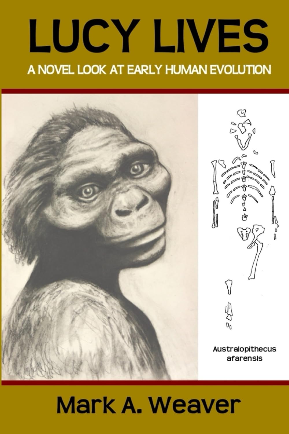 Lucy Lives: A Novel Look At Early Human Evolution