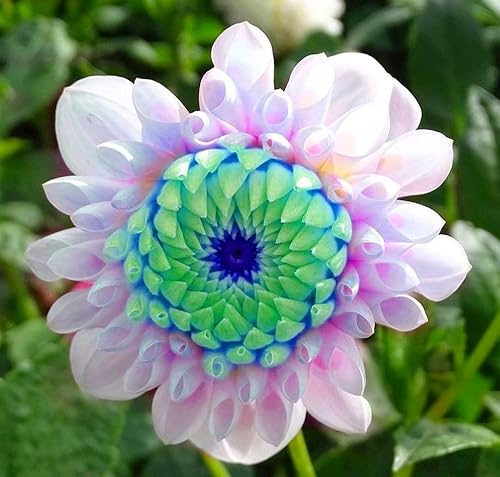 Miniatura 4 de Semillas de dalia de punta azul y blanca raras, hermosas flores perennes, plantas de dalia, 100 piezas de semillas