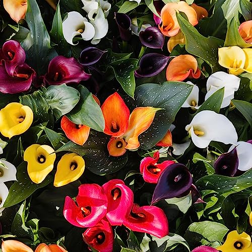 5 pcs calla winterhart mehrjährig zwiebeln - winterlinge zwiebeln winterharte stauden mehrjährig Calla Lilien,Zantedeschia aethiopica, frühblüher zwiebeln balkon pflanze blumenzwiebeln – Bild 4