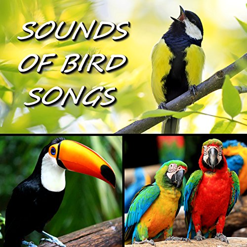 Sounds Of Bird Songs