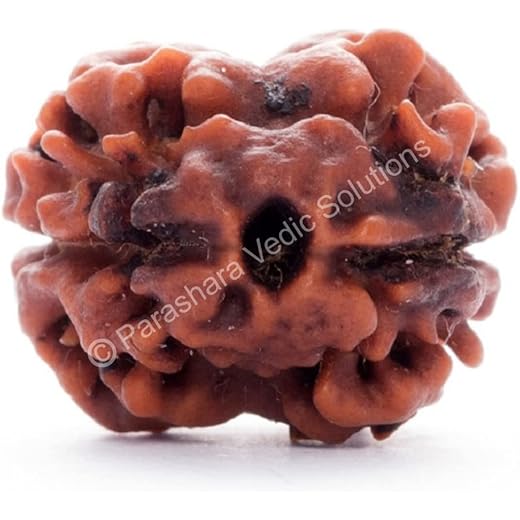 ARKAM Two Mukhi Oval Rudraksha Certified