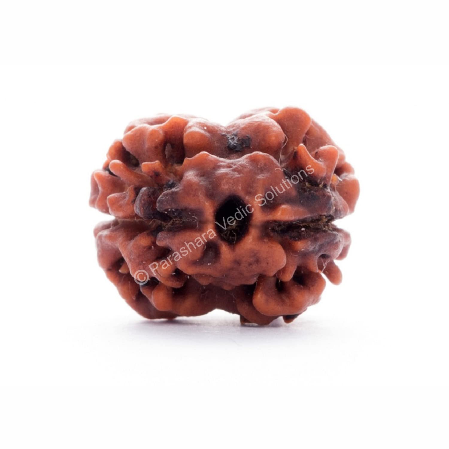 ARKAM Two Mukhi Oval Rudraksha Certified/Original 2 Mukhi Rudraksh/Natural 2 faced Rudraksha (Brown) with Certificate and Puja Instructions (B0B5TBDDZ1) Amazon Price History, Amazon Price Tracker